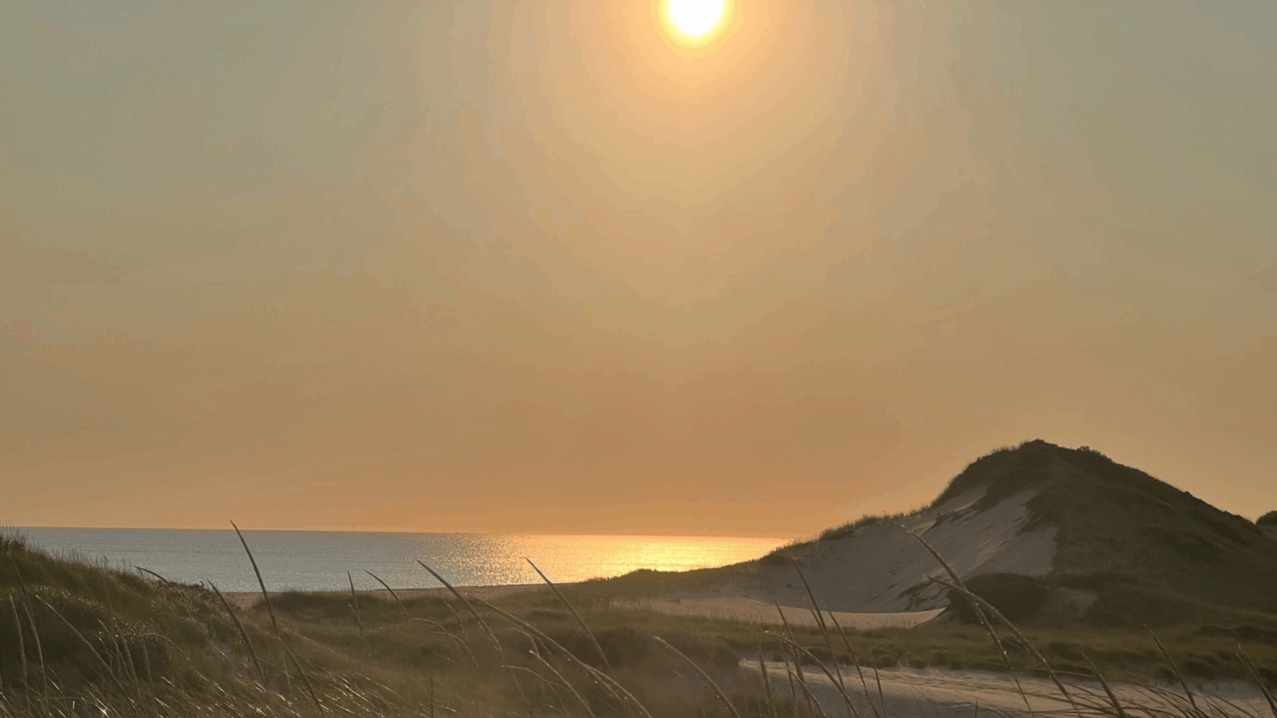 Meet Silas, Former Rancher Turned Cape Cod Crime Fighter