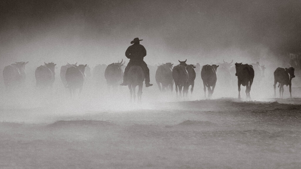 A dusty cattle drive on horseback