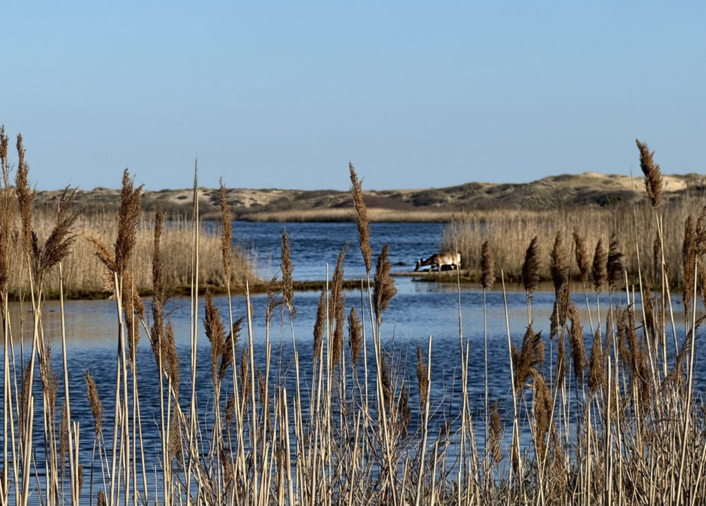 A deer in a salt marsh