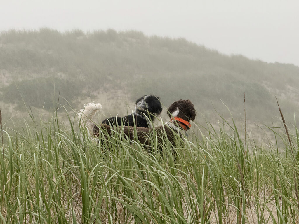Dogs on look out in foggy dunes