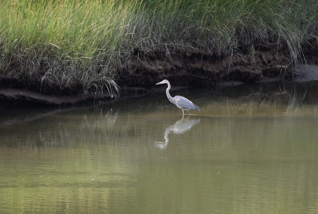 Great blue heron in the channel of a salt marsh