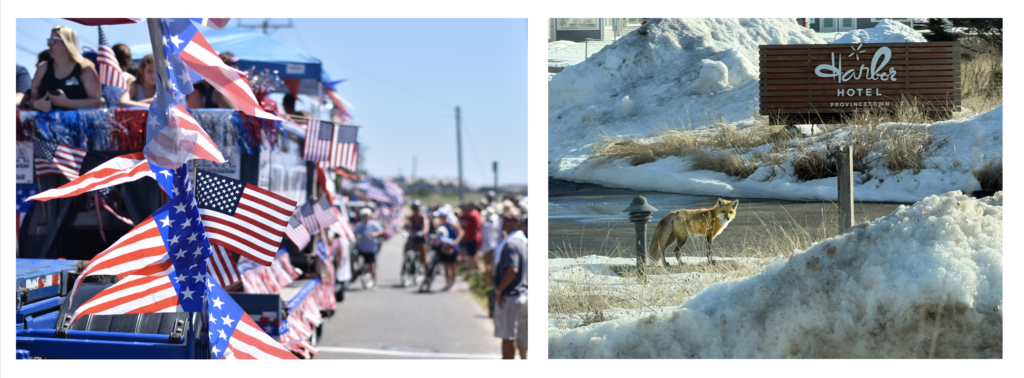 a busy july fourth parade constrasted with a fox enjoying winter solitued